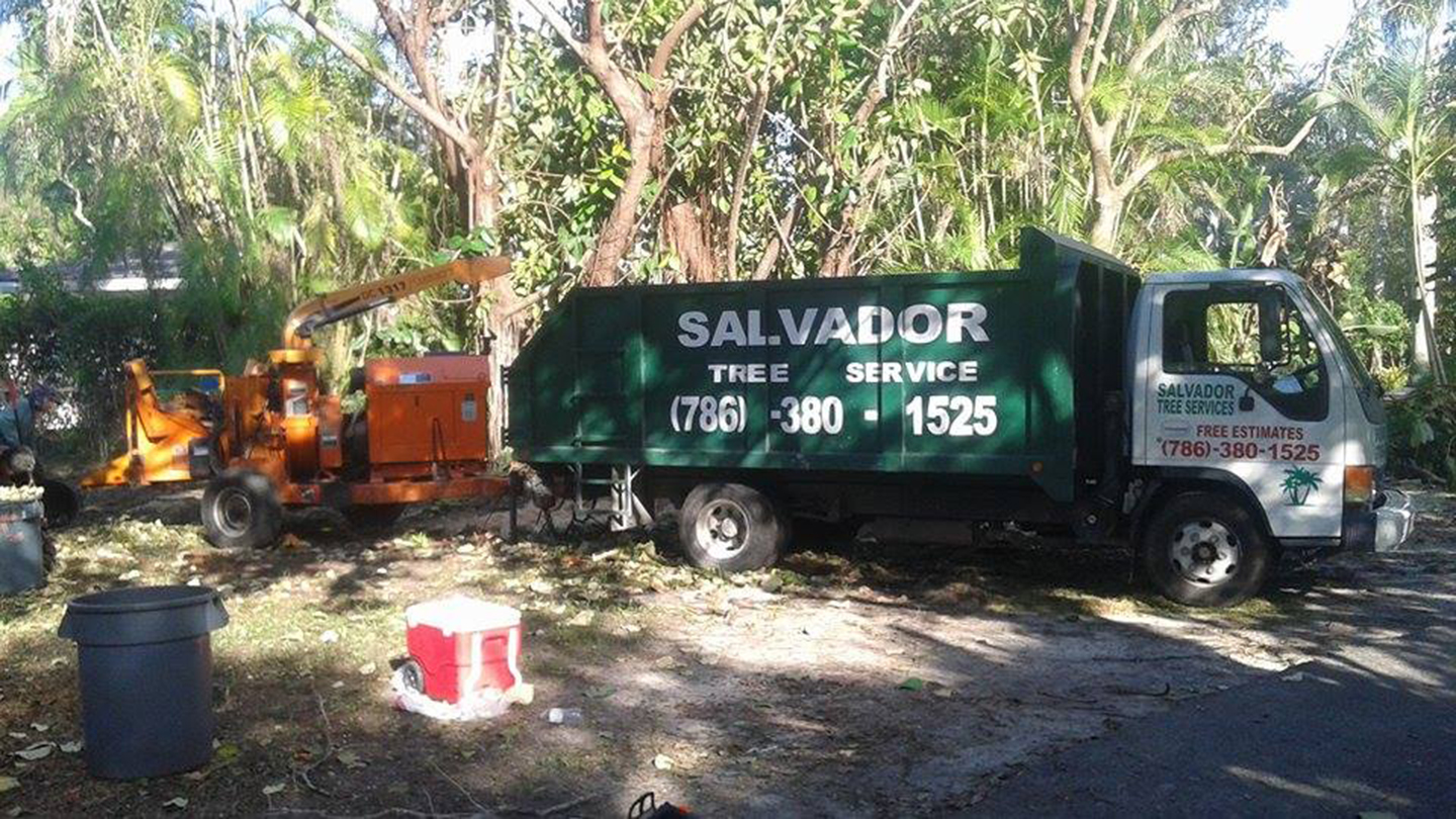 Salvador Tree Service – Miami, FL